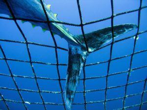 Captive Bluefin Tuna inside a transport cage. Greenpeace is calling on the countries of the Mediterranean to protect bluefin tuna with marine reserves in their breeding and feeding areas. (icoonbeeld Greenpeace Nederland, oceanen)