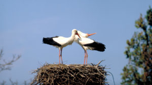 Weissstorchpaar_im_Horst_BirdLife