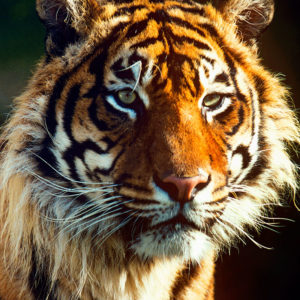 p_t_sumatrae_cDavid_Lawson_WWF-UK_zugschnitten_01