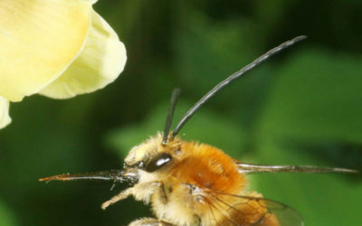 Wilde Bienen Biologie – Lebensraumdynamik am Beispiel Österreich – Artenporträts