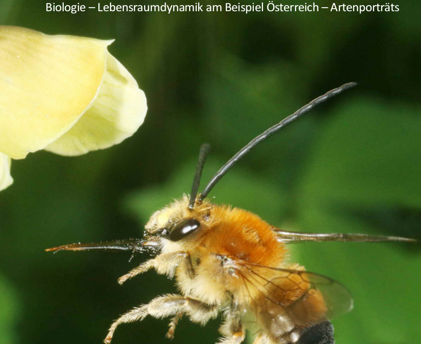 Wilde Bienen Biologie – Lebensraumdynamik am Beispiel Österreich – Artenporträts