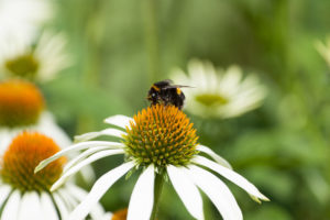Dominik Linhard_GLOBAL 2000_Erdhummel auf Echiinacea