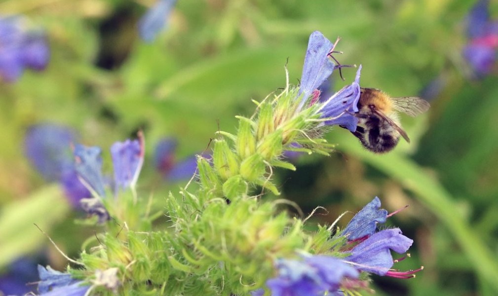 Bienen – für das Ökosystem und die Menschen unersetzlich