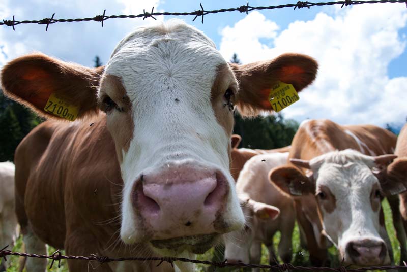 Kann Bio Österreich ernähren? – Die österreichische Biostudie