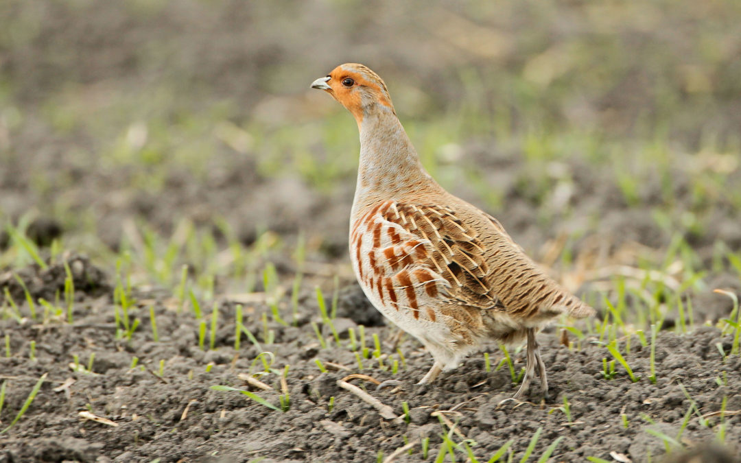 Tag der Artenvielfalt – Birdlife meldet alarmierende Rückgänge bei heimischen Brutvögeln