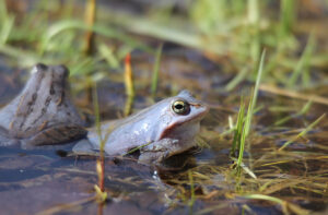 klima-schuetzen-arten-schuetzen-mutter-erde-schwerpunkt-2021-balkan-moorfrosch