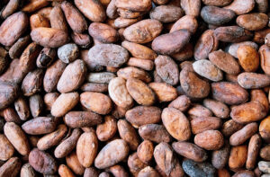 klima-schuetzen-arten-schuetzen-mutter-erde-schwerpunkt-2021-sujet-kakaobohnen