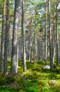 klima-schuetzen-arten-schuetzen-mutter-erde-schwerpunkt-2021-wald-baumstaemme