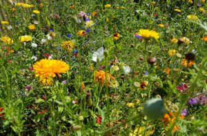 klima-schuetzen-arten-schuetzen-mutter-erde-schwerpunkt-2021-blumenwiese-c-evelyn-knoll-global2000