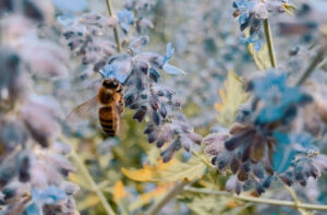 klima-schuetzen-arten-schuetzen-mutter-erde-schwerpunkt-2021-biene-auf-der-blüte