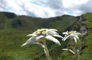 klima-schuetzen-arten-schuetzen-mutter-erde-schwerpunkt-2021-sujet-edelweiss