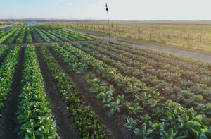 klima-schuetzen-arten-schuetzen-mutter-erde-schwerpunkt-2021-c-grandfarm-acker