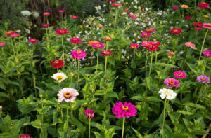 klima-schuetzen-arten-schuetzen-mutter-erde-schwerpunkt-2021-blumenwiese