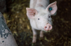 klima-schuetzen-arten-schuetzen-mutter-erde-schwerpunkt-2021-schwein