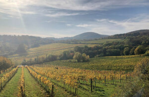 klima-schuetzen-arten-schuetzen-mutter-erde-schwerpunkt-2021-weinberge