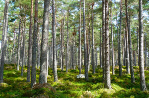 klima-schuetzen-arten-schuetzen-mutter-erde-schwerpunkt-2021-wald