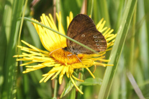 mutter-erde-moor-wiesenvoegelchen